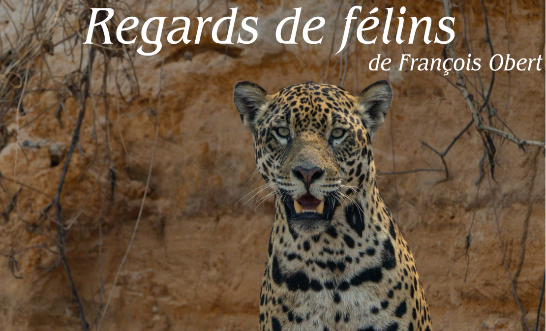 Regards de félins
