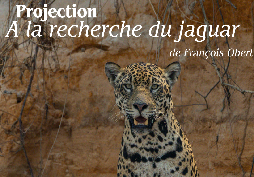 A la recherche du jaguar
